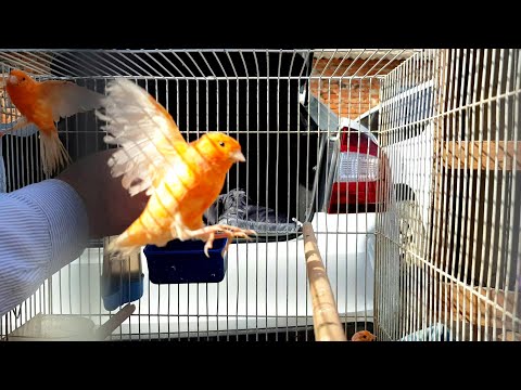 Видео: Ярмарка Кропоткин 31.03.2024 г. Цыплята,Утята и Канарейки .