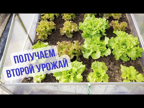 Видео: Что посеять в августе. Сохраняем плодородие почвы