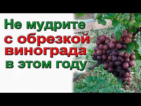 Видео: Не мудрите с обрезкой винограда в этом году