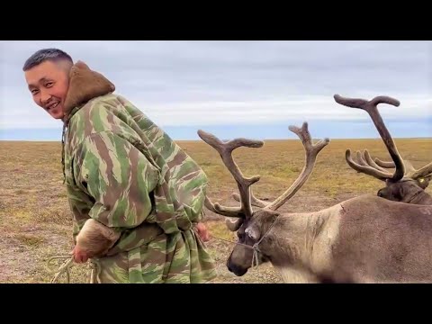 Видео: Кочевник всегда будет следовать за оленем | Ялэмдад нумгы 18.11.2022 г