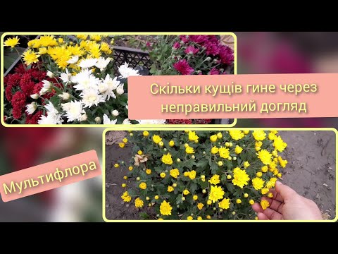 Видео: Якби я раніше знала як доглядати мультифлору((((