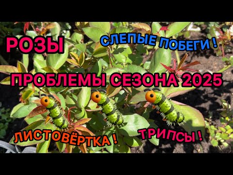 Видео: Розы. Проблемы сезона 2025 (слепые побеги, вредители, засыхающие побеги роз). Урал, 2-3 зона.