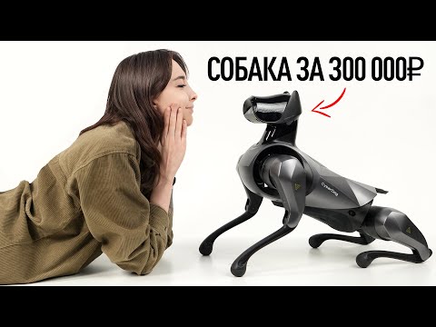 Видео: Собака за 300.000 рублей