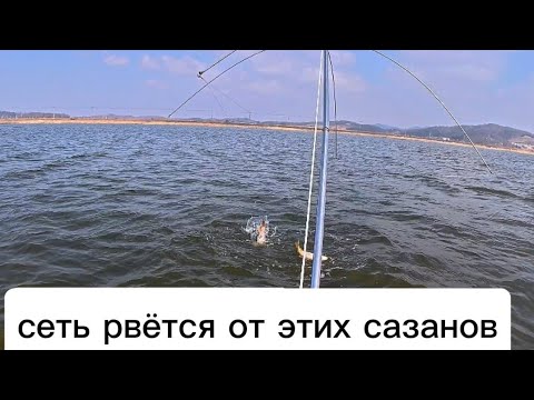 Видео: Наконец удача! Попал на ход САЗАНА! ПОЙМАЛ ПОЛНЫЙ МЕШОК.#рыбалка #fishing #рыбалканафидер