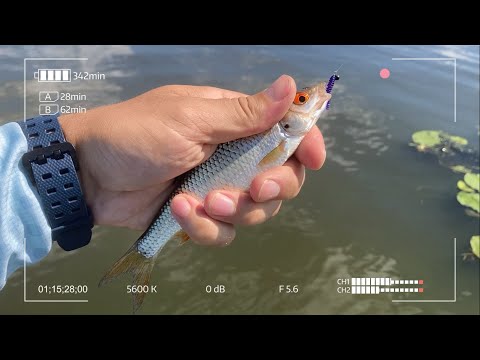 Видео: Мормышинг на большой реке. Dayo prestige CX - 4 185.