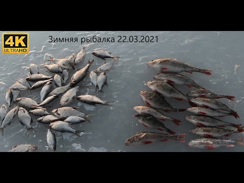 Видео: Ловля окуня на зимнюю блесну маропедка торпедка озеро Ильмень.