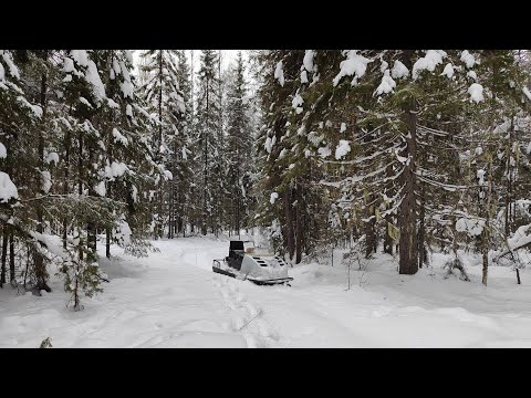 Видео: Покатушки по лесу на снегоходе Буран