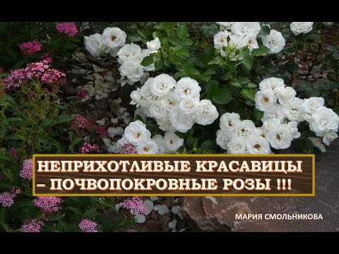 Видео: Неприхотливые красавицы - ПОЧВОПОКРОВНЫЕ РОЗЫ  !!! Сорта и особенности.