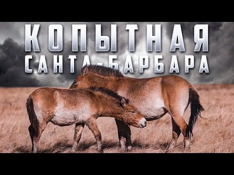 Видео: КОПЫТНАЯ САНТА-БАРБАРА