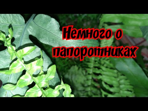 Видео: Немного о папоротниках