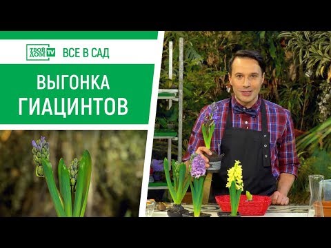 Видео: Как вырастить гиацинт в домашних условиях? | Все в сад