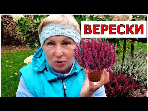 Видео: Самое время купить верески. Как правильно подобрать грунт и место для вересков?