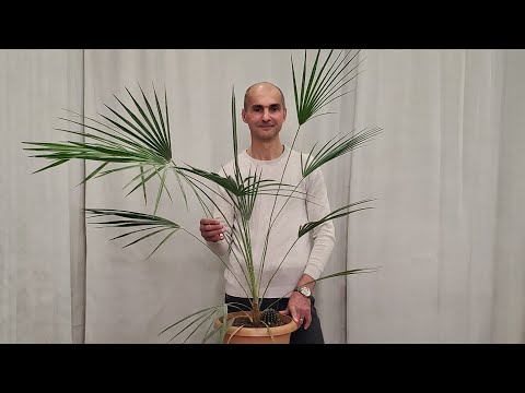 Видео: Выращиваем ПАЛЬМУ ДОМА легко | Трахикарпус Форчуна | Все что нужно знать