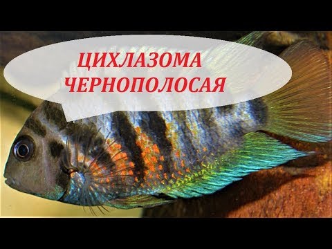Видео: Цихлазома Чернополосая в аквариуме. Содержание, разведение, совместимость.