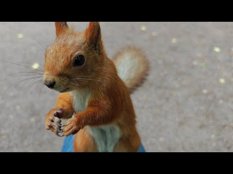 Видео: Матёрая трущаяся белка) 😁🤗 An experienced rubbing squirrel!