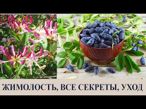 Видео: ЖИМОЛОСТЬ, ВСЕ СЕКРЕТЫ, УХОД