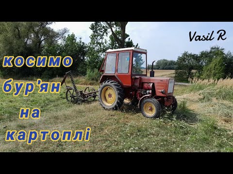 Видео: Т-25 Косимо бур'ян на картоплі кінна косарка працює гарно 🤔