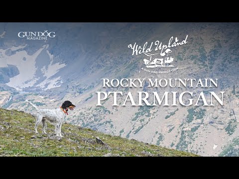 Видео: Колорадская куропатка — Дикая возвышенность, сезон 3, серия 1