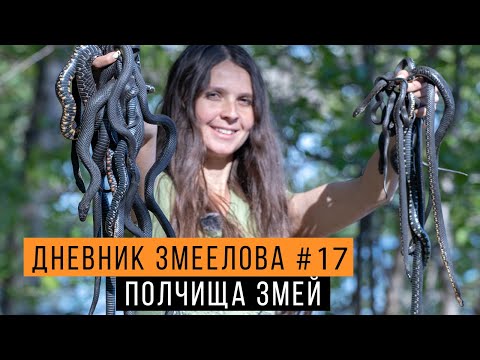 Видео: ПОЛЧИЩА змей: ужи или ГАДЮКИ? — Дневник змеелова #17 / Змеелов - ученый