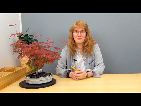 Видео: Бонсай из клена (ч.9).