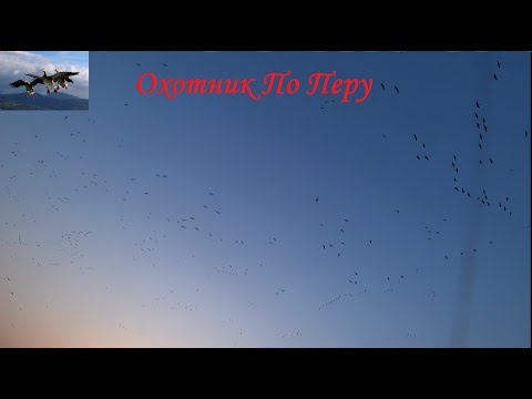 Видео: СУПЕР охота на гуся "Тысячи гусей"