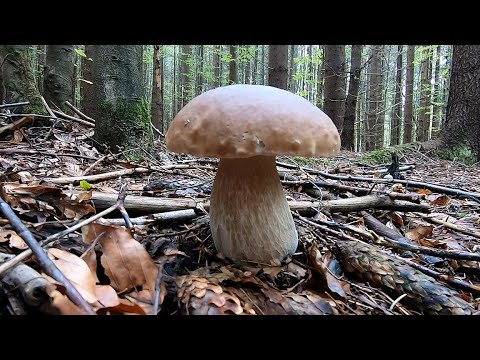 Видео: Одинь день, Дві різні ділянки, По Білі Гриби в Карпати