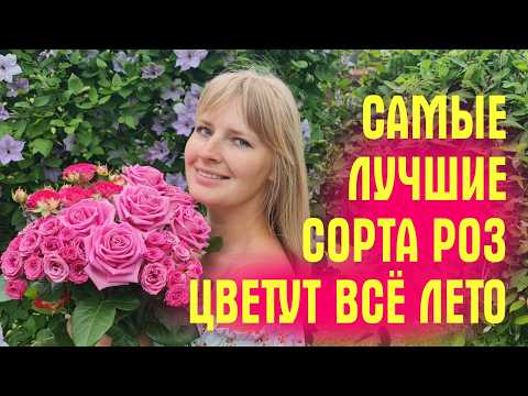 Видео: ЭТИ РОЗЫ ЦВЕТУТ ВСЁ ЛЕТО! Показываю ЛУЧШИЕ СОРТА! Обзор сада с розами