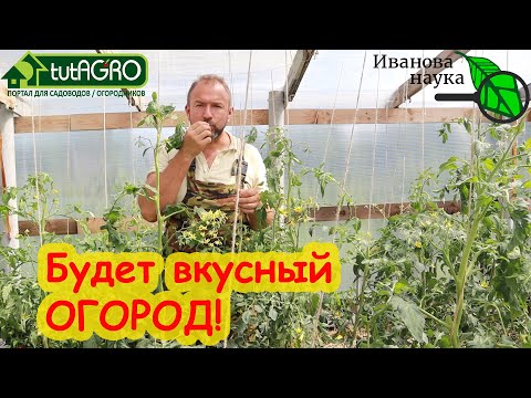 Видео: ОТ ЭТОЙ ПОДКОРМКИ ОЧЕНЬ ВКУСНЫЙ ОГОРОД! Правильная подкормка ТОМАТА - залог большого урожая.