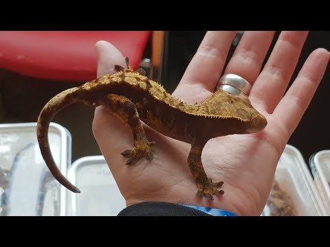 Видео: Распаковка питомцев с Рептилиума. +9 в зверятне