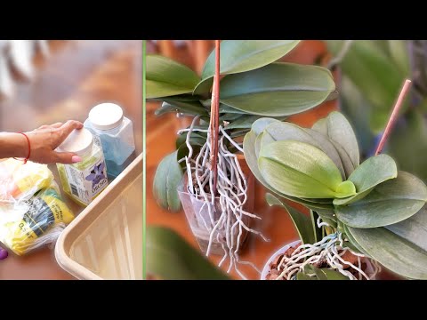 Видео: Позаботиться заранее о ШИКАРНОМ ЦВЕТЕНИИ орхидей.