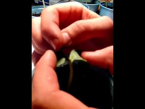 Видео: прививка дыни на тыкву 1.3gp