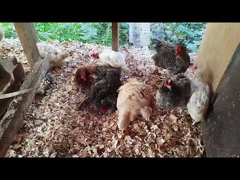 Видео: Срочный ремонт курятника. Джек пасет кур