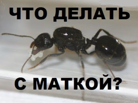 Видео: ЧТО ДЕЛАТЬ С МАТКОЙ? КАК ПОДНЯТЬ КОЛОНИЮ С НУЛЯ? КАК УХАЖИВАТЬ ЗА МАТКОЙ? ОТВЕТЫ НА ВОПРОСЫ
