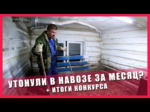 Видео: УТОНУЛИ В НАВОЗЕ ИЛИ ЧТО СТАЛО С ФЕРМЕНТАЦИОННОЙ ПОДСТИЛКОЙ ЗА МЕСЯЦ | ИТОГИ КОНКУРСА