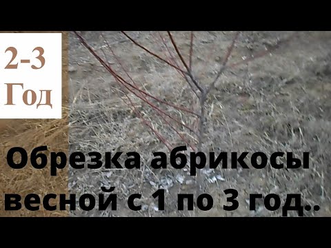 Видео: Обрезка абрикос весной 1 - 3 год и формирование молодых деревьев..