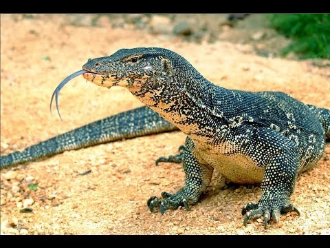 Видео: Бунгало у лагуны ! Club Palm Bay 4* Шри-Ланка.