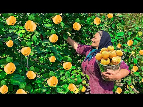 Видео: Сбор Свежей Айвы в Саду и Приготовление Варенья, Торта и Напитка!