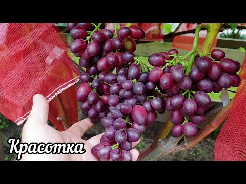 Видео: Виноград Красотка