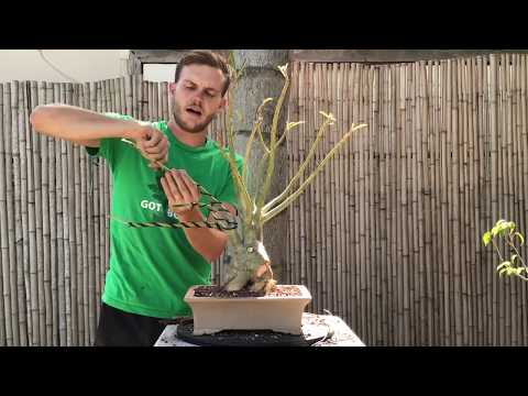 Видео: Преображение бонсай из пустынной розы (адениума) — The Bonsai Supply