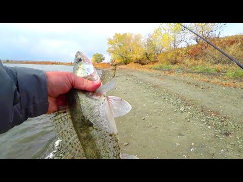 Видео: ОПЯТЬ ЭТОТ ЦВЕТ ПРИМАНКИ СДЕЛАЛ МОЮ РЫБАЛКУ ловля судака с берега 