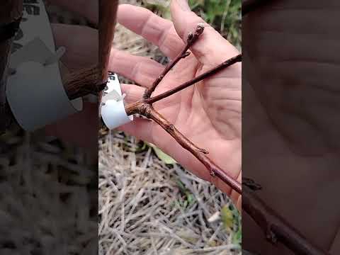 Видео: Абрикос, нектарин и персик заложили плодушки, ждём весны и урожая 🙏🍑. 