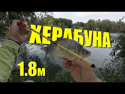Видео: Херабуна з короткою вудкою #herabuna  #streetfishing #floating #cruciancarp #tanago   #タナゴ  #ヘラブナ