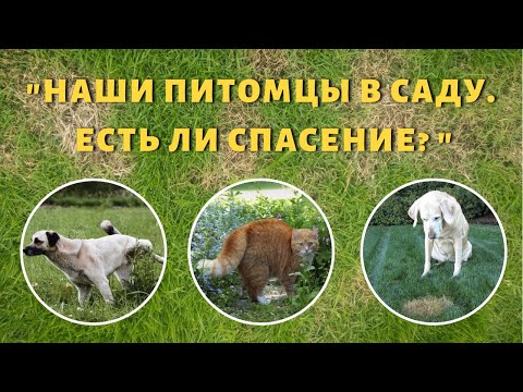 Видео: Сад или домашние животные? Как бороться с пятнами на газоне, помятыми клумбами и ямами на участке?