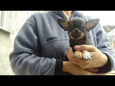 Видео: Крошка на ладошку❤️😃