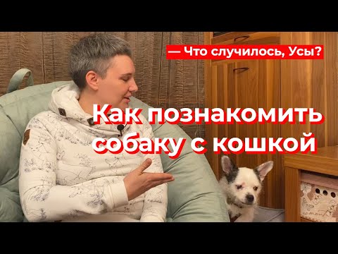 Видео: Что случилось, Усы? Как познакомить собаку с кошкой
