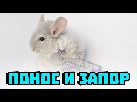 Видео: Как лечить понос и запор у шиншилл?