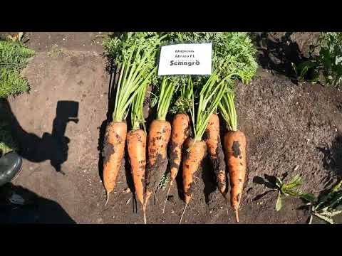 Видео: 05 августа 2025. Морковь гибрид Абразо F1.