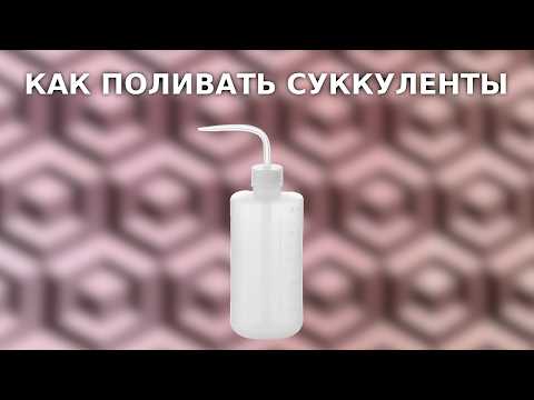 Видео: СЕКРЕТЫ ПОЛИВА СУККУЛЕНТОВ