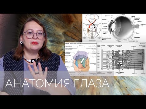 Видео: Клиническая анатомия органа зрения. Лекция в 4К. Корелина Виктория Евгеньевна