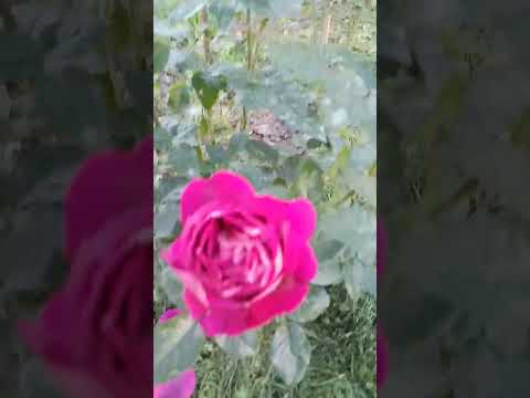 Видео: Высаживаем гортензии. 